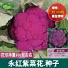 Semillas de Flor de Alga Yonghong, Brotes para Huerto y Jardín Agrícola, Compactas y Delicadas, Coliflor Morada Resistente al Almacenamiento