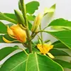 Orquídea Branca e Orquídea Amarela, Orquídea em Vaso com Botões, Planta com Flor de Aroma Forte, Interior, Pátio, Florescendo em Todas as Estações, Fácil de Manter e Viver
