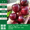 Dropshipping de Mudas de Cerejeira Extra Grandes, Árvores de Cerejeira Grandes para Plantio no Norte e Sul, Árvores Frutíferas em Vasos, Mudas Frutíferas Enxertadas Anãs