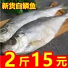 Novo Estoque de Peixe de Escama Branca, Peixe Fermentado Saboroso e Fragrante, Peixe Salgado Seco 60%, Frutos do Mar, Peixe Salgado 500G-1000G, Peixe Branco Cao