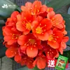 Planta Clívia Premium em Vaso com Botões de Flor, Planta de Interior Fácil de Cuidar, Mudas de Orquídea para Quatro Estações, Dez Flores Mais Valiosas para a Sala de Estar
