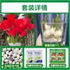 Tulipanes Hidropónicos al por Mayor 5 Grados Bulbos Grandes Resistentes al Frío para Invierno Interior/Exterior Fáciles de Cultivar para Principiantes Flores en Maceta Plantas