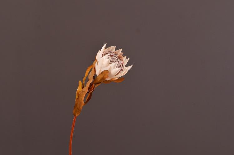 2-5浅黄白色干枯帝王花20寸大.jpg
