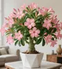 Planta em vaso rosa do deserto, com pétalas duplas, floração de quatro estações, planta madura, muda grande, adequada para pátio e varanda, tolerante à seca, fácil de cuidar, disponível para atacado este ano