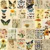 Pacote de adesivos de animais e plantas com 50 peças, à prova d'água, quadrado, vintage, flor, borboleta, espécime, natureza, série, faça você mesmo, material de diário