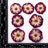 Pacote de Material de Cola DIY Embossado com Flor Seca Rosa Decoração de Pintura para Porta-Retrato Luminária de Mesa Rosa Espécime de Planta