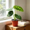 Planta en maceta Alocasia Rinoceronte Blanco para escritorio de oficina, Planta ornamental verde tolerante a la sombra, Perenne todo el año, Alocasia 'Shenqun' Planta INS