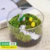 Musgo Micro Paisagem Material DIY Saco de Material para Garrafa Cilíndrica Criativo Manualidades para Pais e Filhos Mini Divertido Planta Verde Planta em Vaso