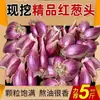 Cebolas Vermelhas, Cebolas Aromáticas, Cebolas Desidratadas, Cebolas Picantes, Cebolinhas Verdes Frescas e Aromáticas Cultivadas por Agricultores em Guangdong