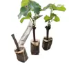 Plántulas de Vid Rosa Sunshine, Plantas en Maceta, Empaquetadas con Tierra, Plántulas de Árbol Frutal Adecuadas para Plantar Tanto en Regiones del Norte como del Sur, Plántulas de Vid que Dan Fruto el Mismo Año
