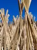 Tiras de Bambu, Tábuas de Bambu, Varas de Bambu, Cercas, Cercas de Bambu Anticorrosivas para Exterior, Parede de Carbonização para Pousada em Pátio