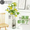 Plántulas de Osmanthus Hidropónico en Maceta, Plantas Cultivadas en Agua, Flores Frescas Cortadas de Osmanthus de Cuatro Estaciones, Plantas Verdes de Interior Fáciles de Cultivar, Florales, Cabello de Osmanthus