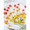 Manzanilla Teñida con Ramas, Flores Secas Multicabezales, Flores Prensadas, Kit de Materiales para Espécimenes de Plantas DIY, Scrapbooking y Resina Epoxi