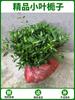 Plántulas de Gardenia, Plantas de Rosa, Plantas en Maceta para Balcón, Plantas Perennes para Todas las Estaciones, Ramas con Hojas, Paisajismo de Jardín, Purificación del Aire, Embellecimiento de Patios