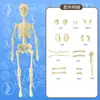 Modelo de Estructura Humana Órgano Hueso Desmontable Ensamblado Cuerpo 3D Vísceras Anatomía Médica Biológica Juguete para Niños