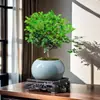 Plantas em vaso de madeira perfumada, bonsai, plantas verdes de escritório, flores de interior, decorações para sala de estar, mesas de centro, repelente de mosquitos para todas as estações