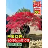 Vivero de arces rojos japoneses para dropshipping, árbol enano rojo de cuatro estaciones, árbol paisajístico Princesa Danza Roja, resistente al frío para exteriores para villas