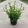 Planta Verde em Vaso em Formato de Pirulito Floco de Neve Azul Floresce o Ano Todo, Fácil de Cuidar, Mudas Grandes com Botões de Flores, Flores Resistentes ao Calor para Varanda e Jardim