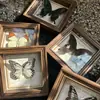 Marco de Fotos con Foto de Mariposa Real Pintura Decorativa Estilo Europeo Marco de Fotos Vintage Decoración de Mesa Adorno para Muebles Regalo de Cumpleaños Presente