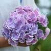 Las plántulas de hortensia en maceta son plantas fáciles de cultivar en interiores y florecen durante todo el año.. Las flores grandes en verano son fáciles de sobrevivir.