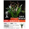 Plántulas de Orquídeas, Plantas de Phalaenopsis en Maceta, Clivias Florales y Plantas Verdes Fáciles de Cultivar, Florecen en Todas las Estaciones, Boutique para Sala de Estar Balcón con Aroma Fuerte