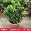 Plantas de Flores de Interior en Maceta Milán Purifican el Aire, Fragancia Fuerte, Florecen en Todas las Estaciones, Son Fáciles de Mantener y Son Plantas Verdes de Vainilla Anti-Mosquitos