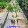 Mudas Modernas de Melaleuca Plantas de Pátio Árvores para Paisagismo de Varanda Frontal Mudas para Paisagismo de Jardim de Vila Plantas Verdes Resistentes à Geada Tolerantes ao Frio