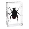 Fabricante de Procesos Zhenfang Especímenes de Insectos Reales Autoadministrados Enseñanza de Ciencias Biológicas Documento Secreto Dropshipping Transfronterizo