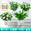 Plantas Verdes en Maceta de Diamante Dorado, Cesta de Potos de Diamante Platino, Plantas Hidropónicas, Flores, Suculentas, Flores Fáciles de Cultivar para Personas Perezosas en la Oficina
