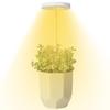 Luz de Crecimiento para Plantas Anillo de Ángel USB Temporizada Regulable Luz Suplementaria para Plantas Verdes y Plantas en Maceta Luz Suplementaria para Plantas Verdes de Interior