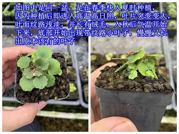 姬虎耳叶片123