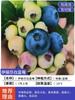 Dropshipping de plántulas de arándanos, plántulas de arándanos, plántulas de frutos grandes en macetas, plántulas de plantación norte y sur, verde ojo de conejo.