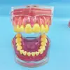 Modelo Dental de Enseñanza Oral para que los Estudiantes Practiquen la Extracción de Dientes, Boca Completa con Dientes Desmontables, Encías Suaves, 28 Dientes, Accesorios de Color Único y Doble