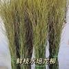 Ramas Frescas de Sauce con Brotes, Ramas Secas al por Mayor, Plantas Verdes Decoración para Sala de Estar Interior, Fáciles de Mantener Todo el Año, Ramas Frescas para Hidroponía, Raíces Largas