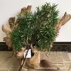 Pino de Bienvenida Bonsái, Ramas de Pino Artificiales, Pino de Belleza, Pino Arhat, Pino Penglai, Pared de Plantas Verdes de Decoración Suave de Ingeniería, Pared de Plantas Verdes