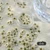 Decoraciones Coloridas para Uñas con Flores Secas Estilos Mixtos Flores Reales Coloridas Pétalos Pequeños de Narciso Decoración de Uñas Materiales para Uñas Portátiles