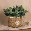 Amazon Transfronterizo Flor Artificial Hojas de Eucalipto Artificiales Tallos Ramas Cortas de Dólar Plateado Hojas Decorativas Planta Verde Hojas de Plástico