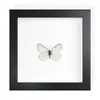 Mariposa Real, Especie Preciosa de Verano, Mariposa Rara, Mariposa Pequeña de Cinta Verde, Adorno de Escritorio, Espécimen de Regalo, Pintura Decorativa, Espécimen de Mariposa