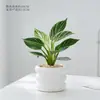 Platina Diamante Vaso Planta Verde Planta de Interior Mesa Fácil de Cuidar Jiboia Hidropônico Purificar Ar Sempre Verde Todas as Estações