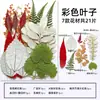 Espécimes de Plantas com Folhas Reais de Outono, Adesivos Artesanais, Flores Secas, Flores Prensadas, Pinturas Decorativas de Folhas DIY, Marcadores de Página de Plantas
