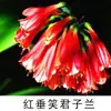 Las Clivias en Maceta de Plántulas Viejas Son Fáciles de Cultivar en Todas las Estaciones, Florales Suculentos con Botones, Plantas Verdes, Plántulas Redondeadas de Tamaño Monje para Interiores