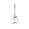 Boyou Auténtico Natural Grande Modelo de Columna Vertebral Humana con Pelvis y Hueso de Media Pierna Columna Vertebral con Molde de Cabeza Femoral Ósea