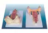 Modelo Muscular de la Pared de la Garganta, Material de PVC, Modelo de Anatomía del Sistema Digestivo