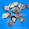 Artesanías de Caracolas Naturales Vendidas por Libra para Acuarios, Fotografía, Educación de Estudiantes y Niños, Minería y Uso Marino