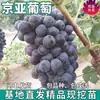 Venta Dropshipping de Plántulas de Uva de Kirguistán, Enredaderas Resistentes al Frío, Árboles de Uva Sin Semilla Injertados, Plantación en Maceta y en Suelo en el Norte y el Sur