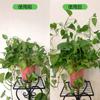 Fixador de Trepadeira de Planta Verde em Estoque, Adesivos de Parede Autoadesivos para Plantas Trepadeiras, Sem Prego, Clips de Parede Sem Marca, Fixadores de Amarração