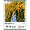Plántulas de Flores Leñosas Amarillas, Enredaderas Trepadoras, Plántulas Leñosas Doble Rojo y Blanco, Rosas, Florales de Floración Cuatro Estaciones, Plantas en Maceta para Balcón y Patio