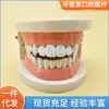 Modelo dental de enseñanza modelo de enseñanza de cepillado para niños modelo de práctica de blanqueamiento dental modelo de enseñanza práctica