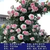 Plántulas de rosa, rosal trepador, árbol con floración extra grande, planta trepadora, flor trepadora para pared de balcón, rosal en maceta, florece todo el año