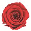 Caja de Joyería Cuadrada de Flores Eternas, Caja para Anillo Flor de Rosa de Cristal, Regalo de Boda San Valentín con Flores Secas, Accesorios de Decoración para Puesto